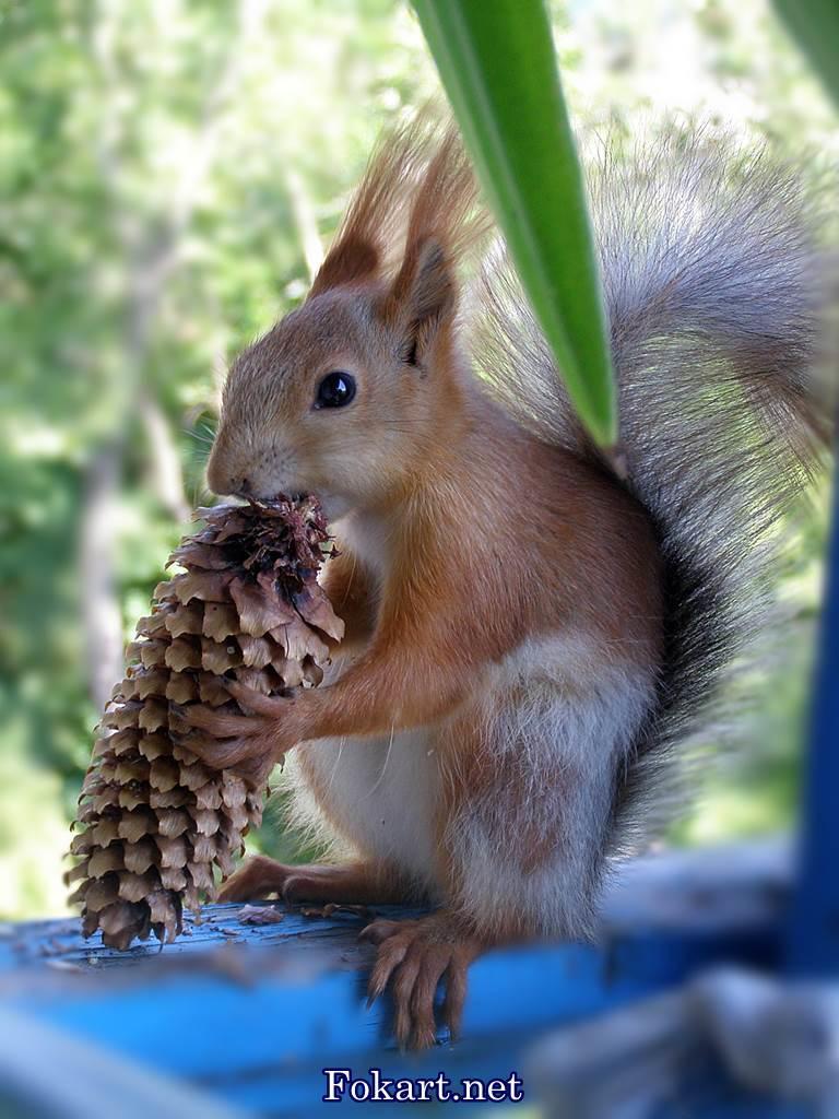 Умная белочка