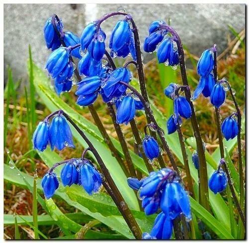 Весна надежды