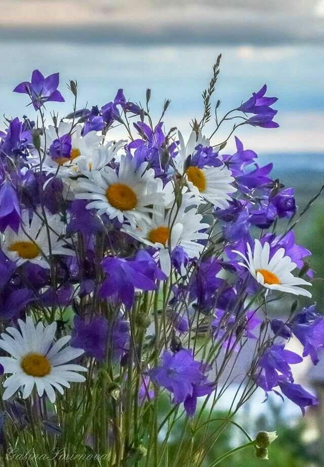 Воспоминания