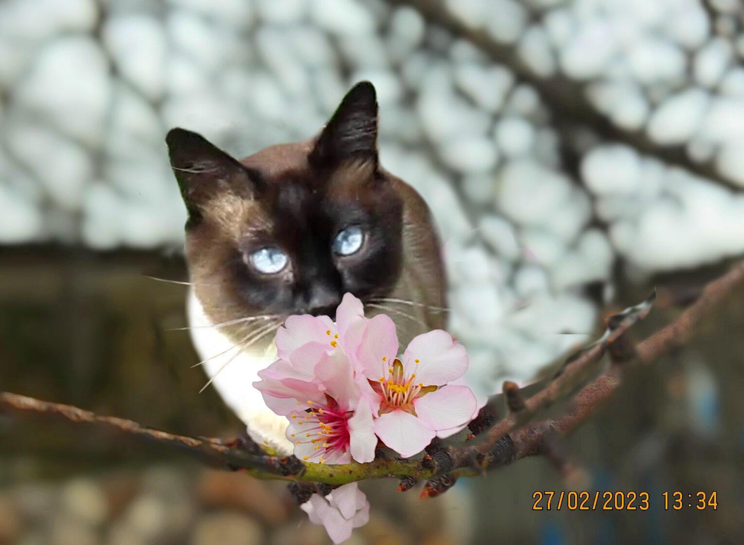 Кот гулял по февралю