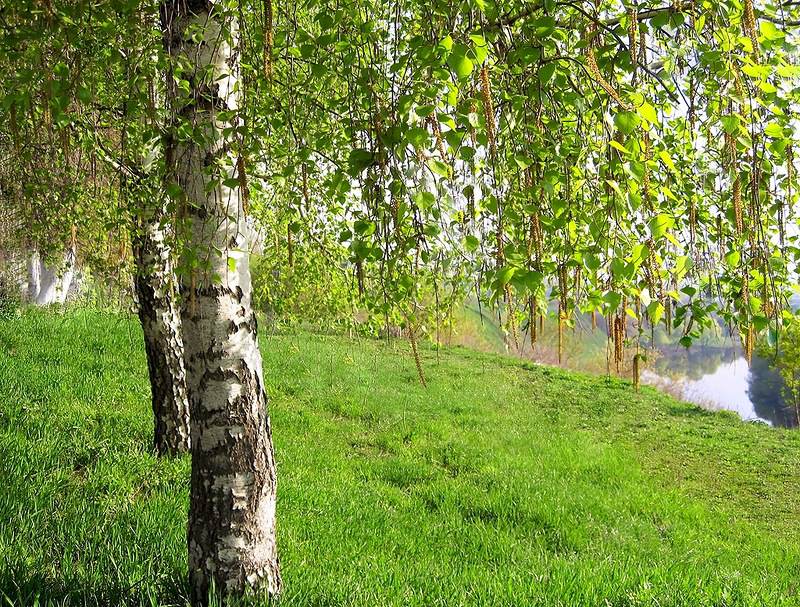 Здравствуй, белая береза.