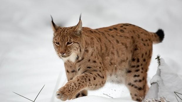 Лесной призрак