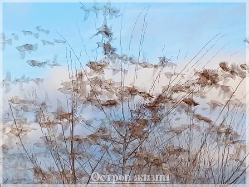 Провокации осени. Остров жизни