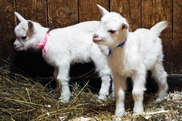 Яшка и Глашка