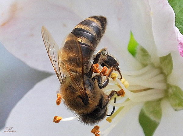 Всё гениальное,  всегда бывает просто