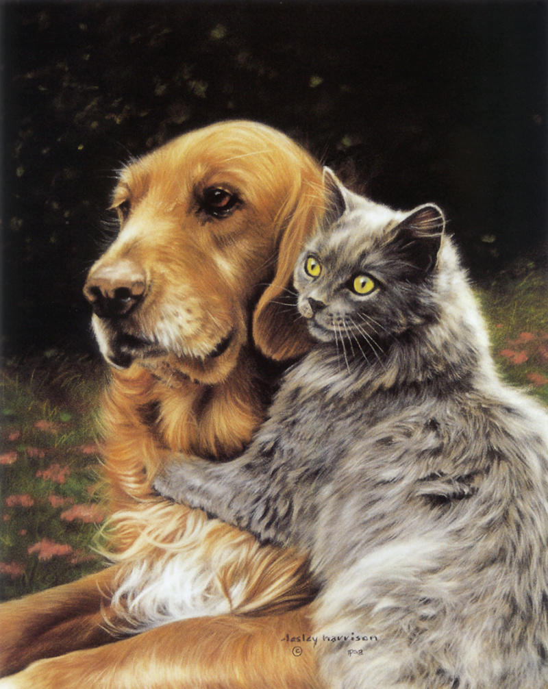 Кошка и собака.