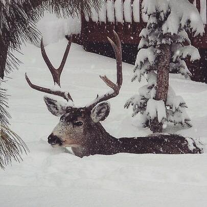 Зимняя сказка