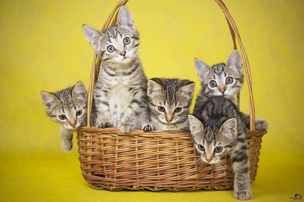 У маши живут 5 котят. Кошка в лукошке. Корзинка для кошки. Котята в корзинке. Котята в лукошке.