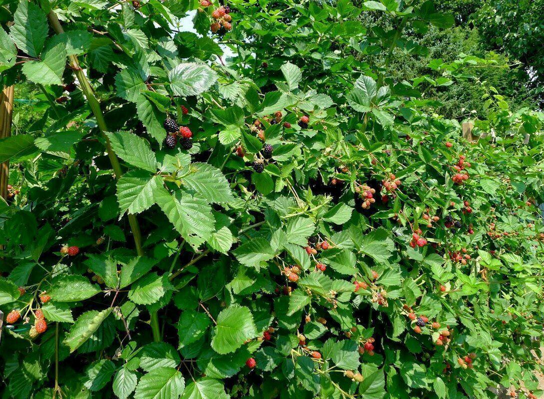 Ночной гость