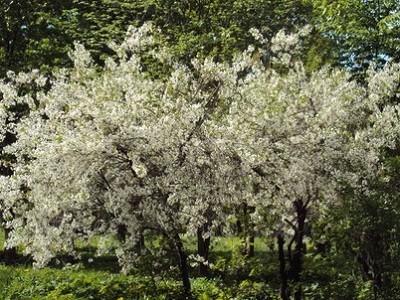 Ветви вишен в цвету