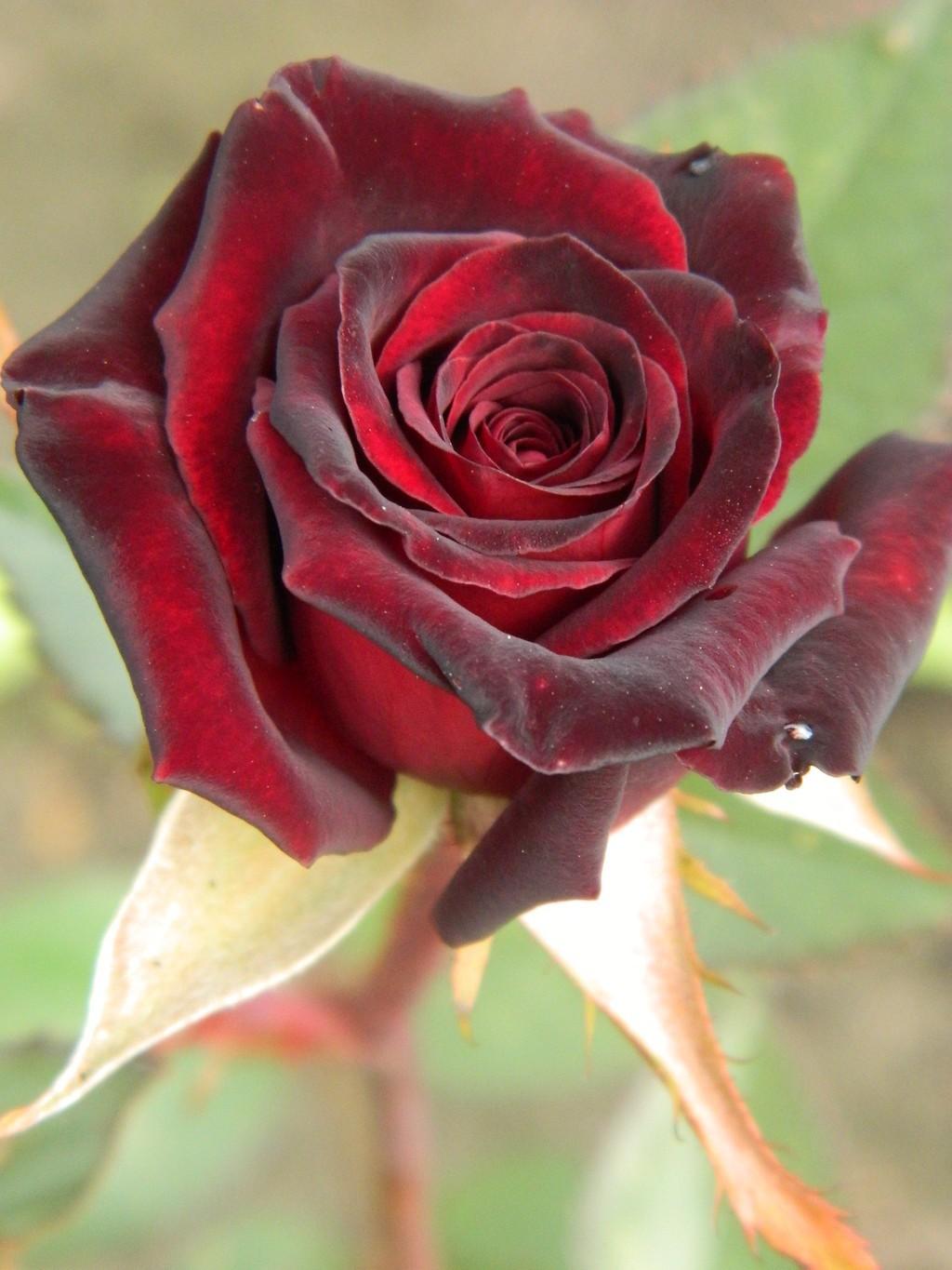 Я мимо парка проходила...