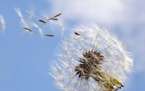 Мимолётности