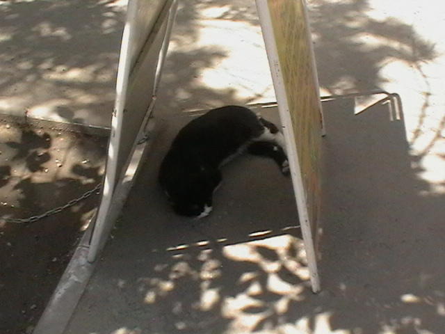 Стихи "по заказу".