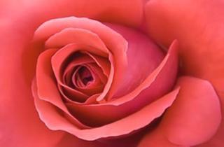 Жизнь интриганка коротка!