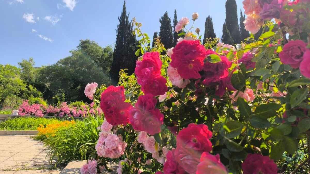 Розовый Вальс - фестиваль цветочный в Крыму!