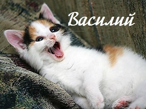 Имя для котёнка