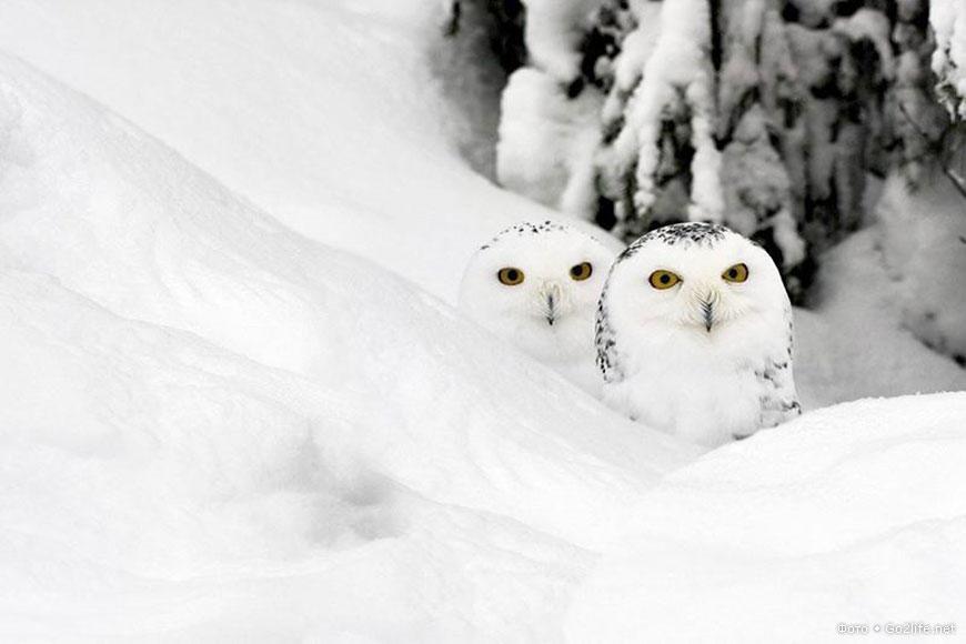 НАДЕЖДА. УПАЛА ПЕРВАЯ СНЕЖИНКА... декламация