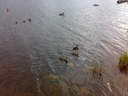 Пророку или Богу?