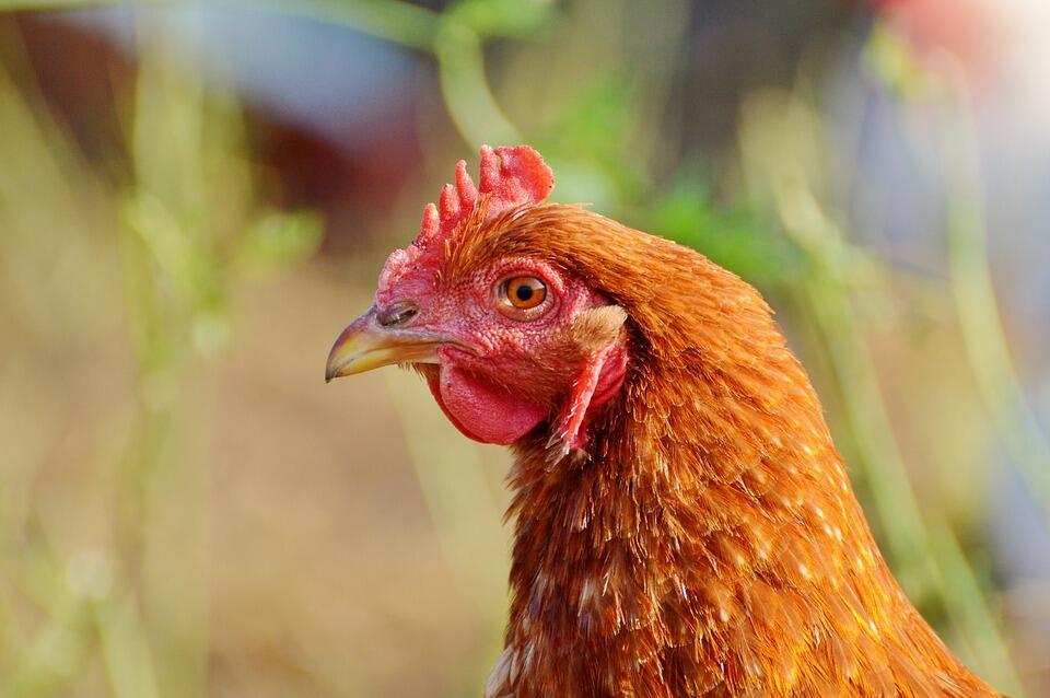 Жизнь и смерть