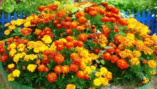 Чернобривцы-бархатцы