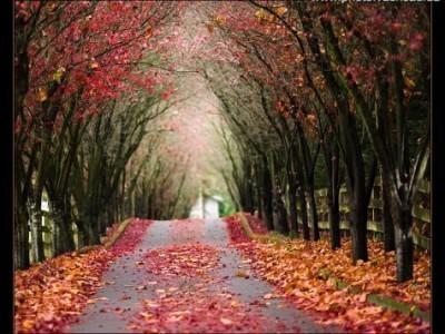 Осеняя элегия