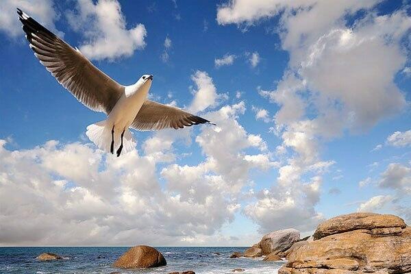 ПЕРО ЧАЙКИ                  ПОЁТ НИНА ВЕРЕСК