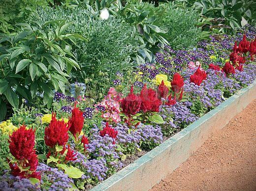 Амарант и роза.