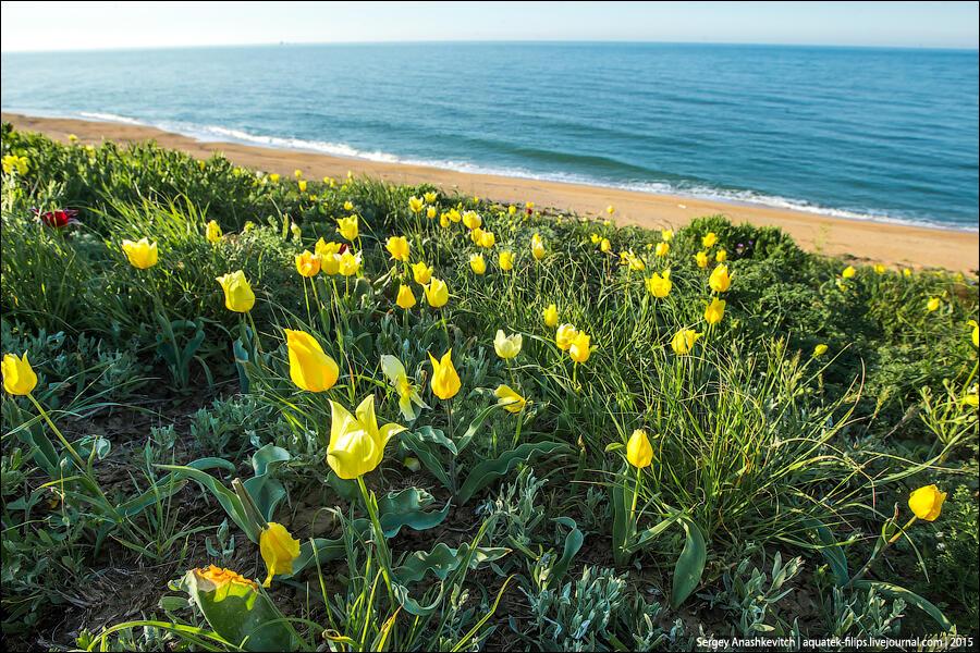 ЛУННОЕ....  (  юмор )