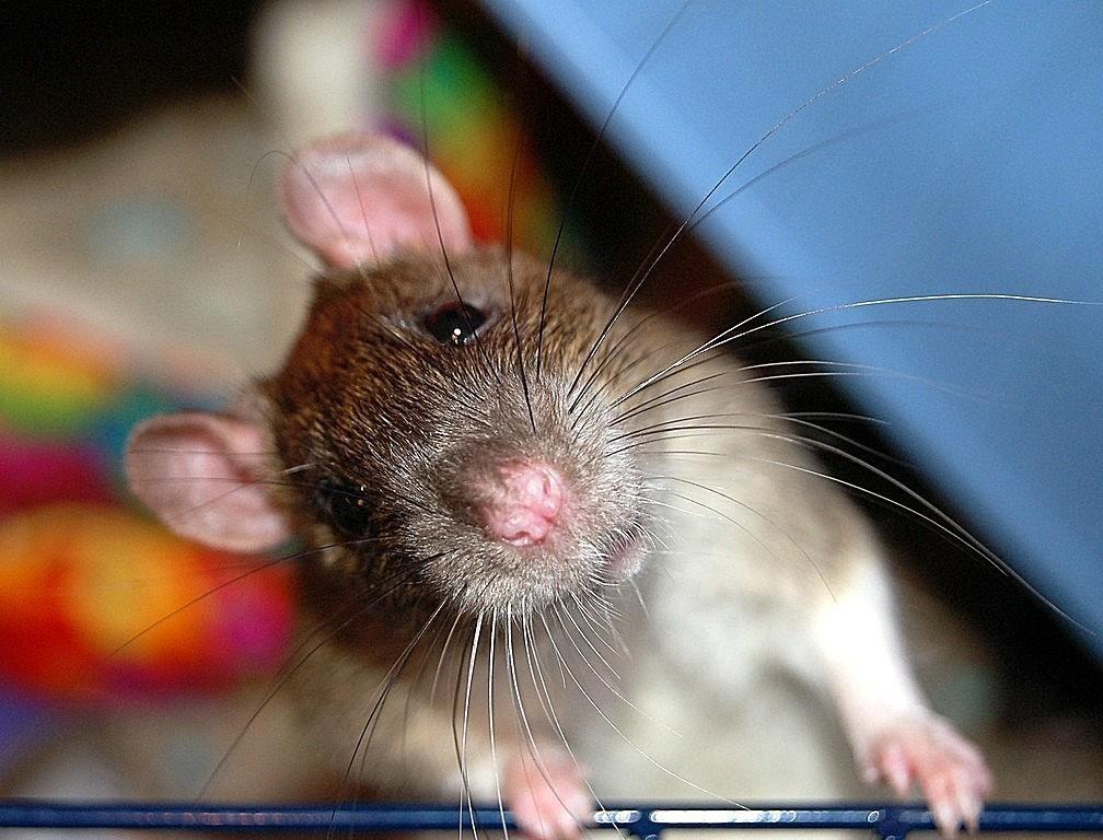 Фото крысы смешные
