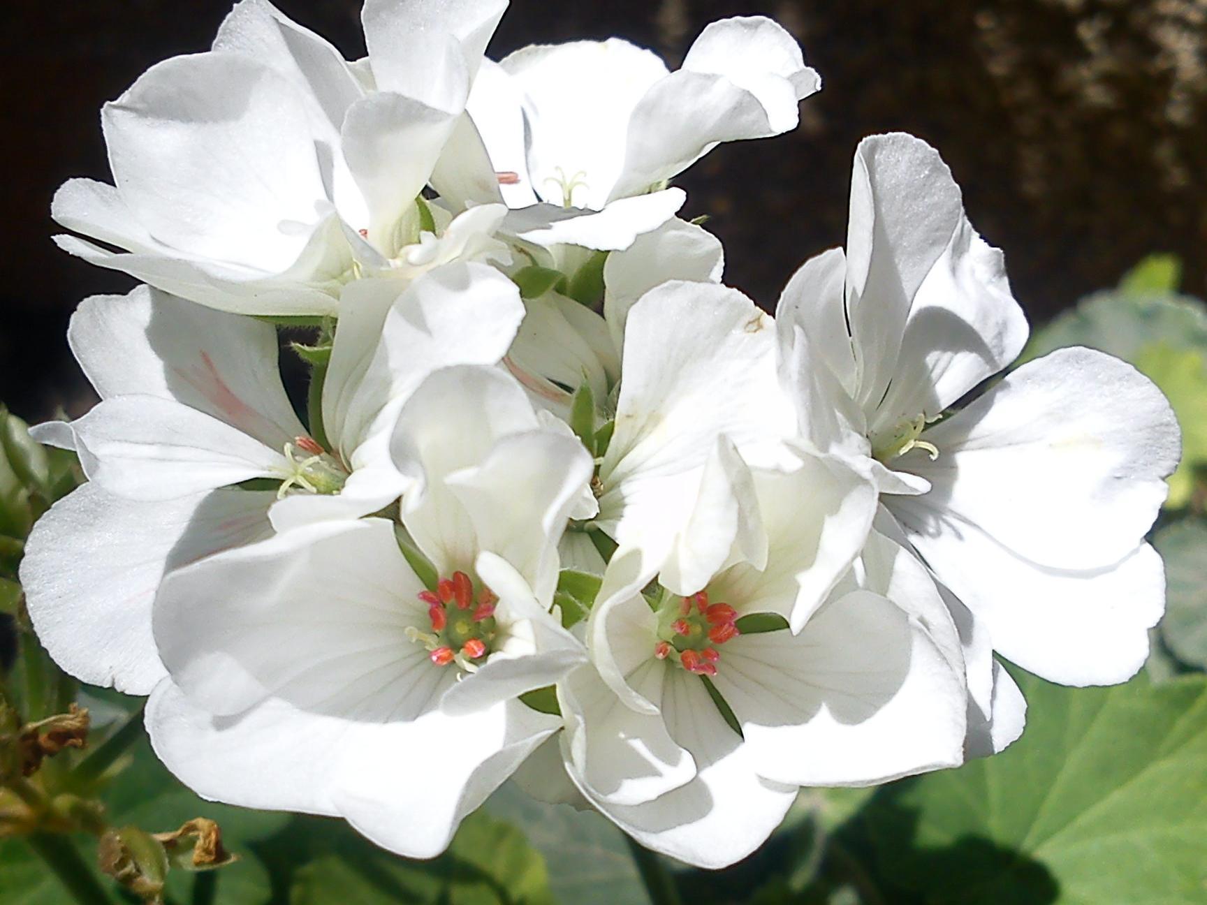 Притчи, глава 25 - перевод с иврита