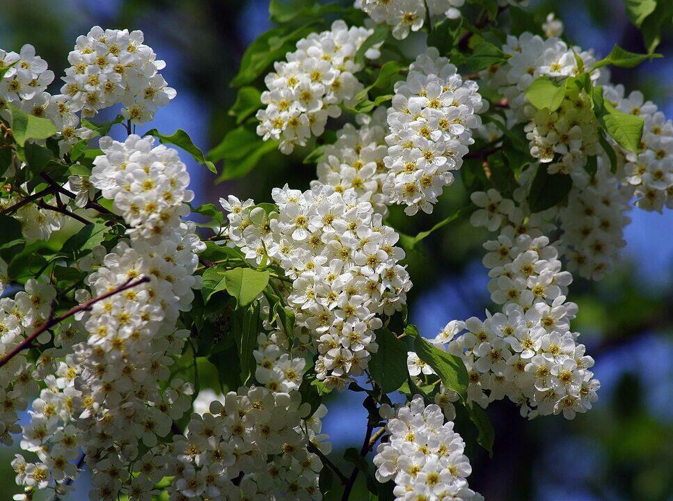 Белое облако