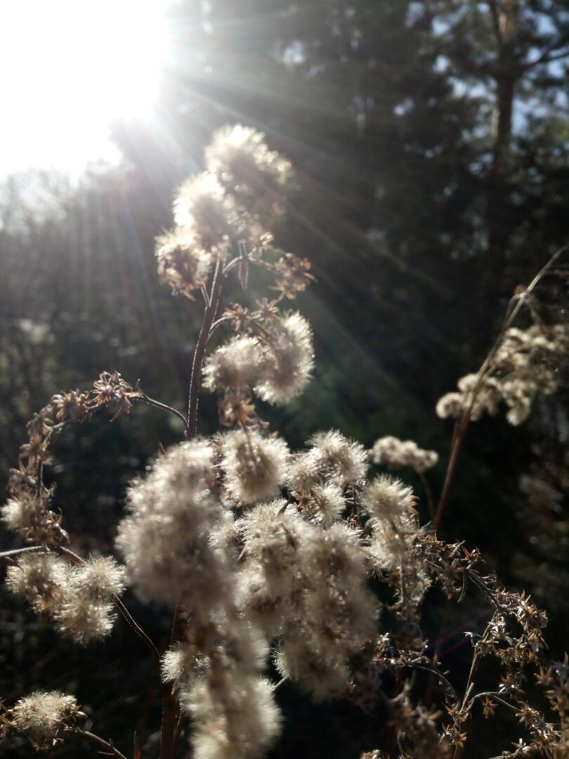 Чёрная весна