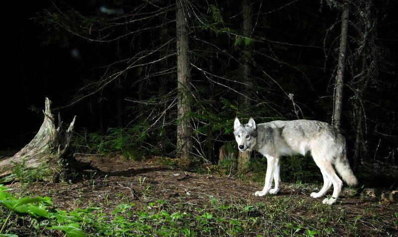 САНИТАР ЛЕСА