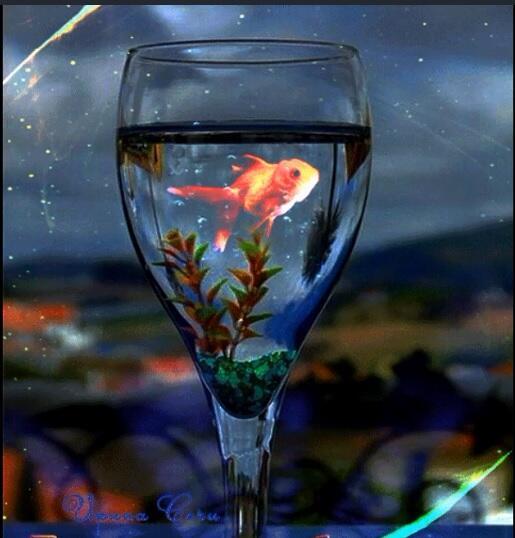 Виной - златая рыбка, видимо впотьмах