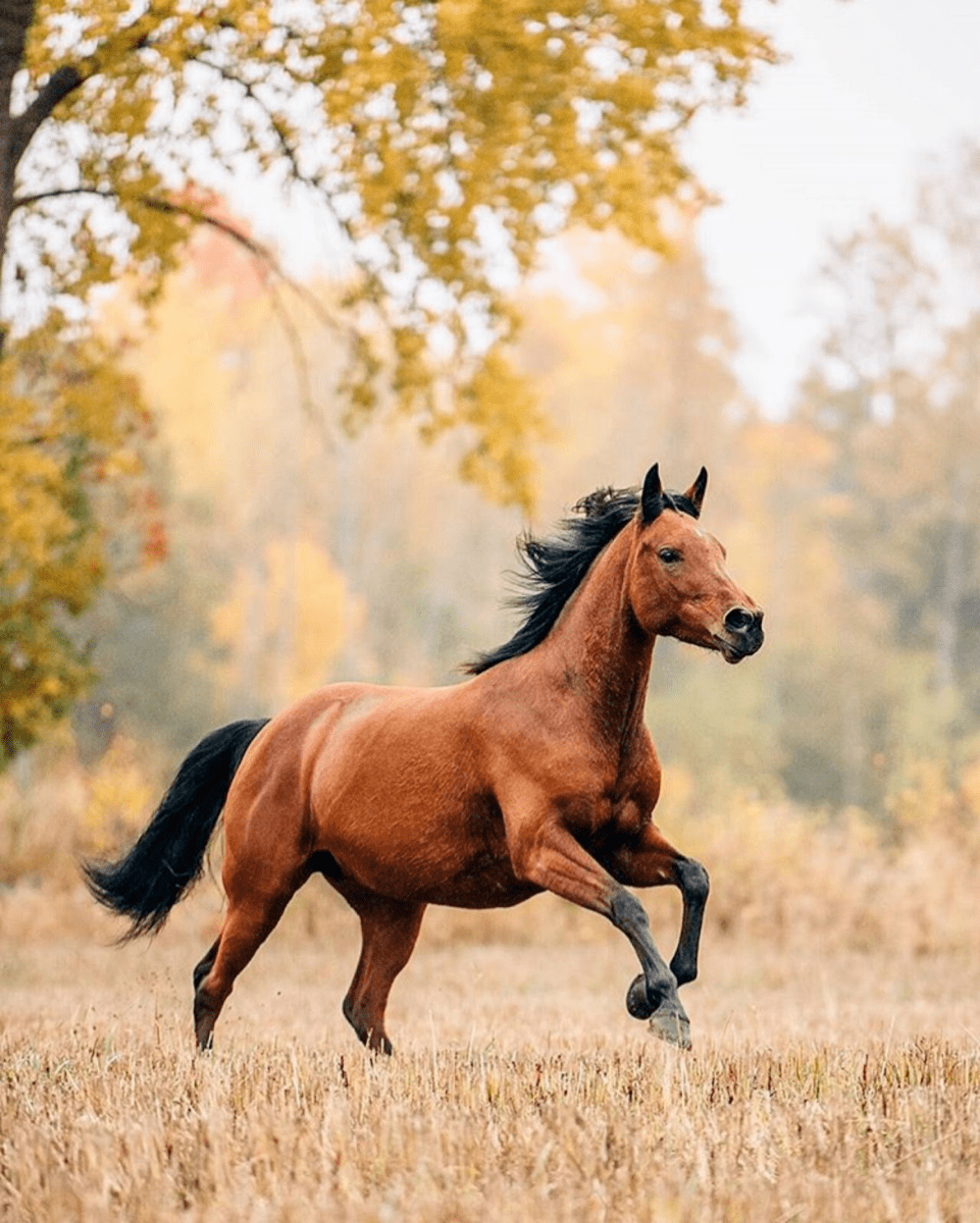 Убегу я далеко