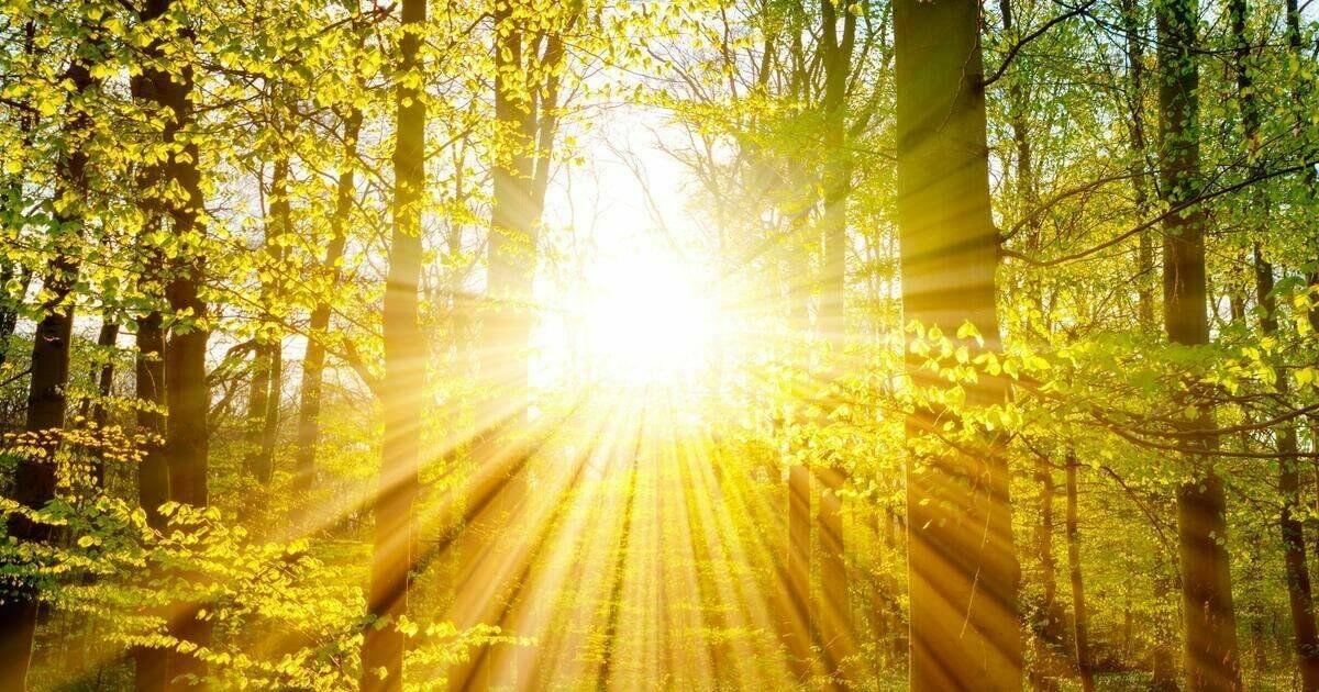 Ответ поэту - Медведь Белый - НЕ СПИТСЯ