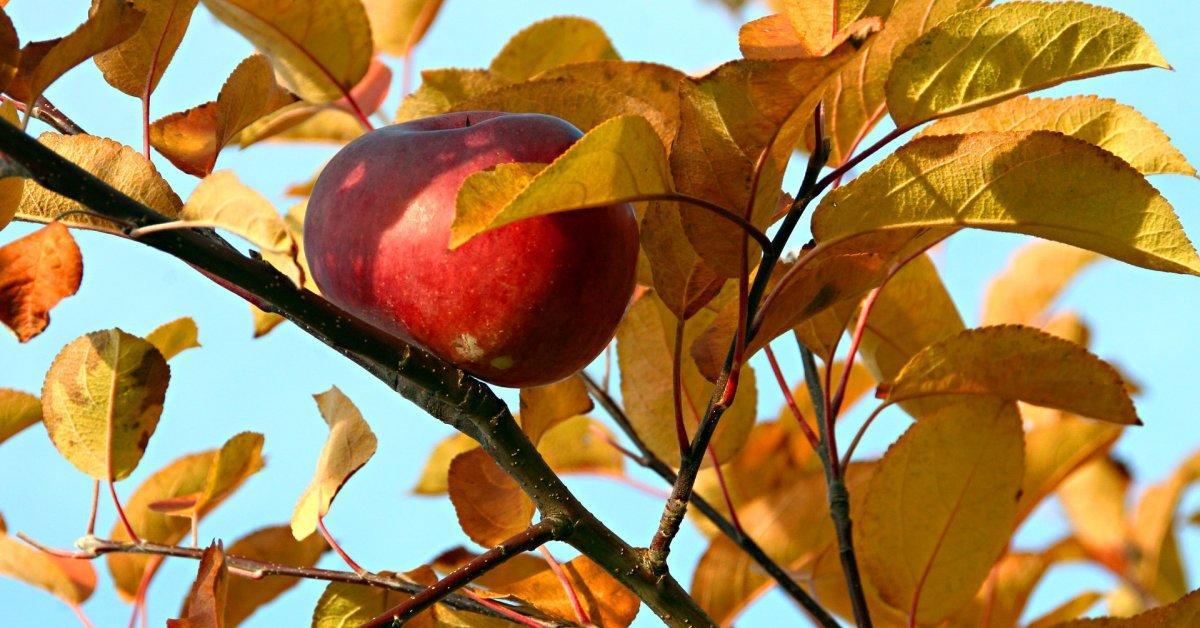 Осенью с яблони собрали яблоки желтые зеленые. Осенняя яблоня. Осень яблоки. Лист яблока. Осенние яблоки на ветке.
