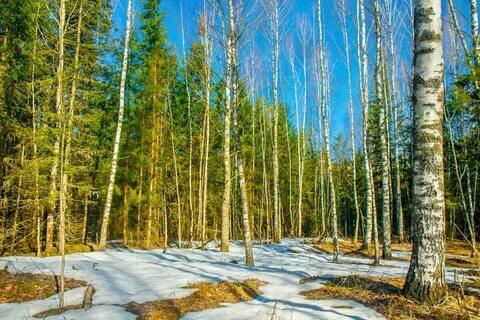 Выезжаю в лес весною..