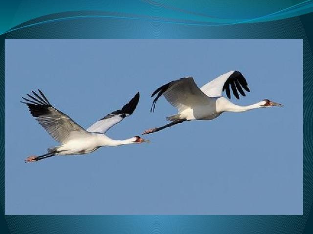 Журавли улетели…