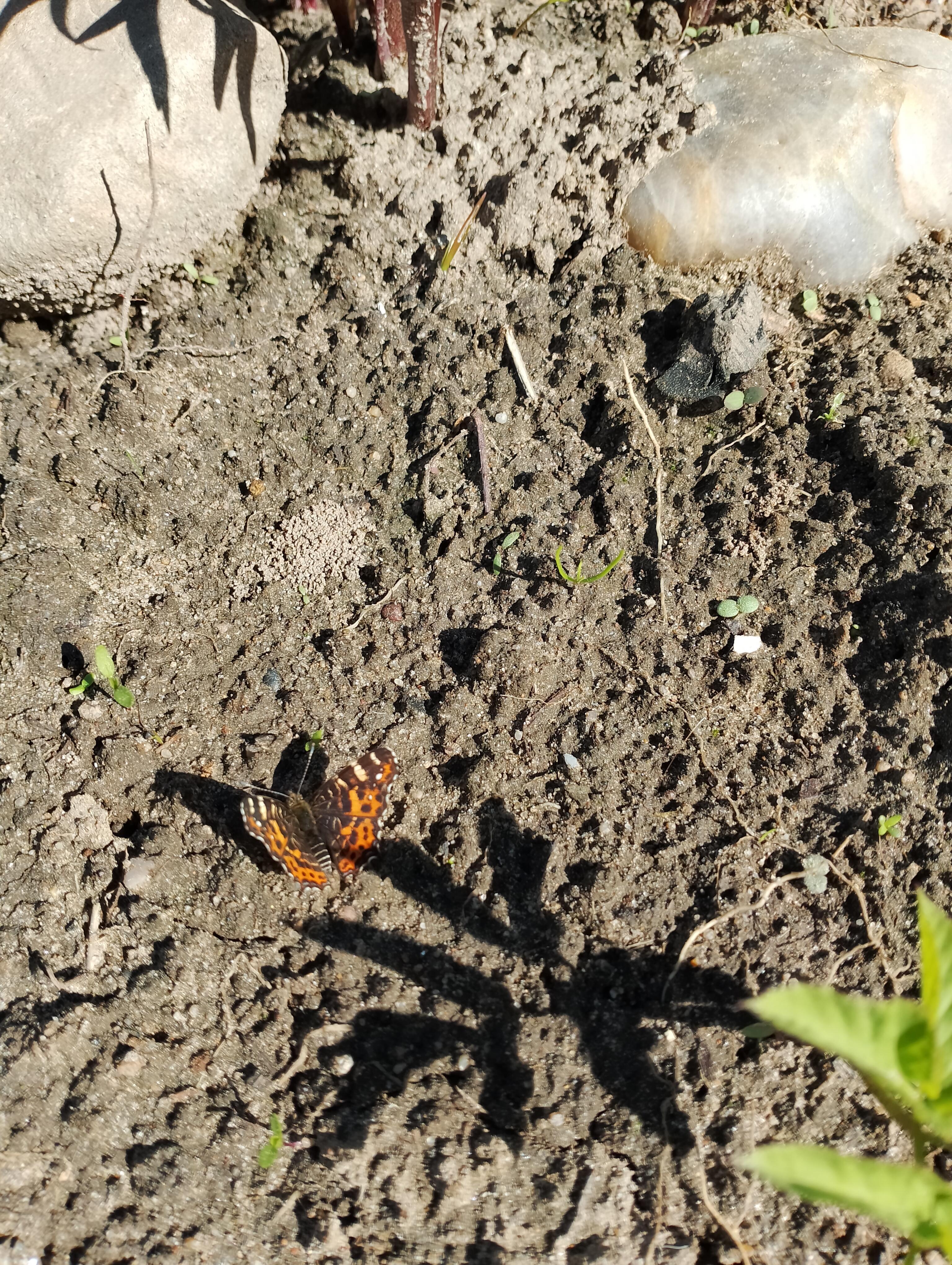 Не говорю тебе прощай