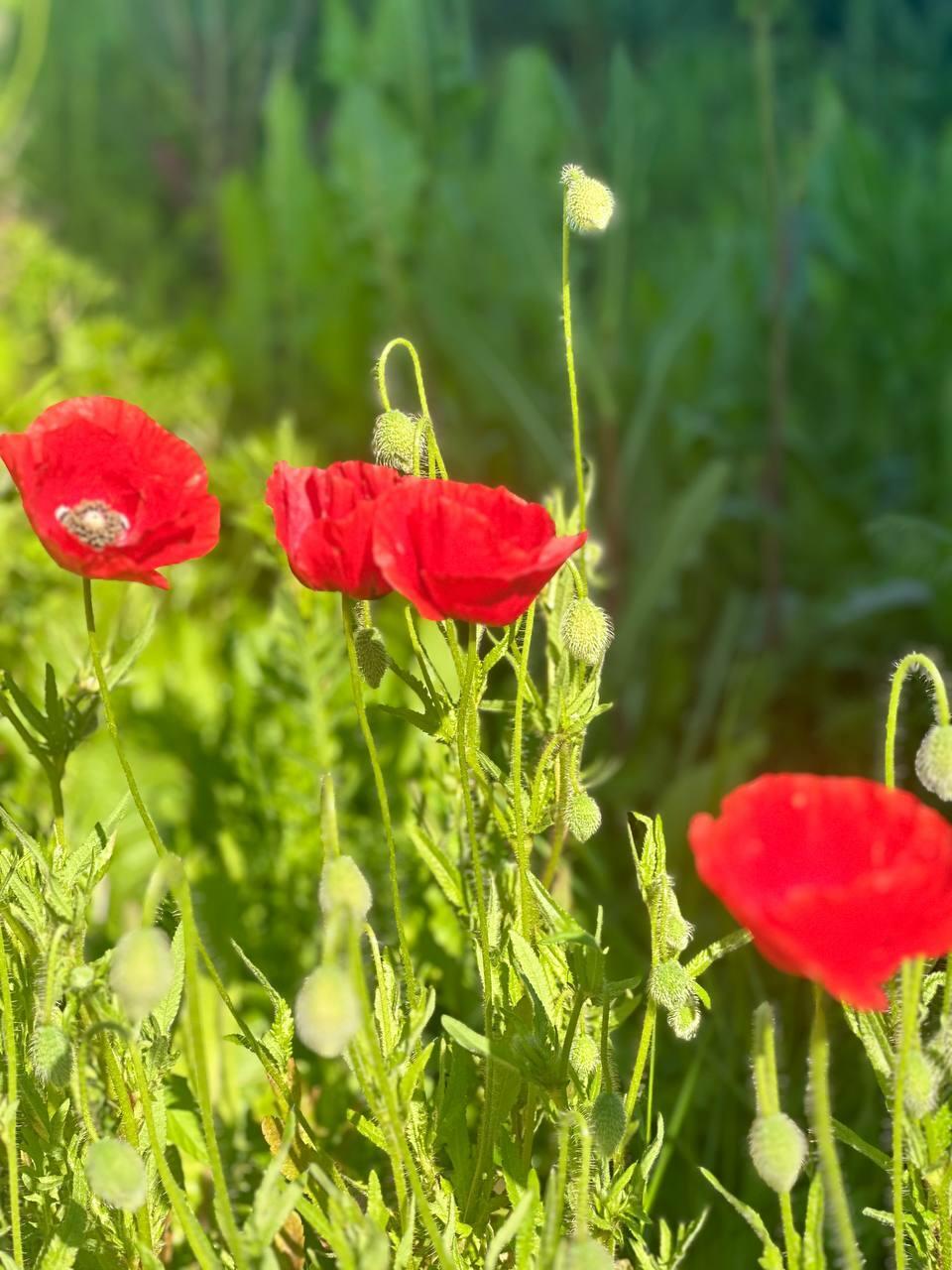 жена/мать (Маня 33)