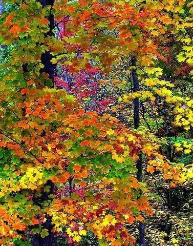 ОСЕННЯЯ ГРУСТЬ