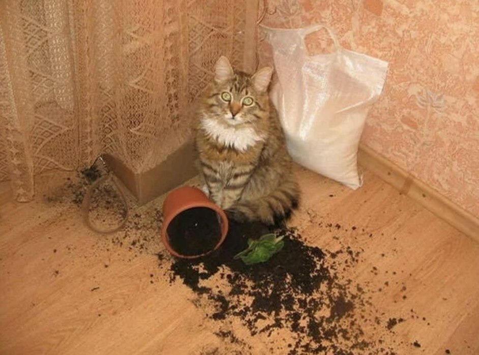 Их веселье, это шкода