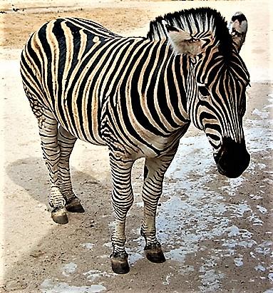 Зебра. Стихи к фотографиям