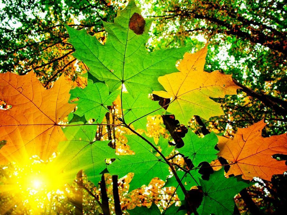 ТАК И РОС КУДРЯВЫЙ  КЛЁН - В ЛЕТО  ЖАРКОЕ ВЛЮБЛЁН