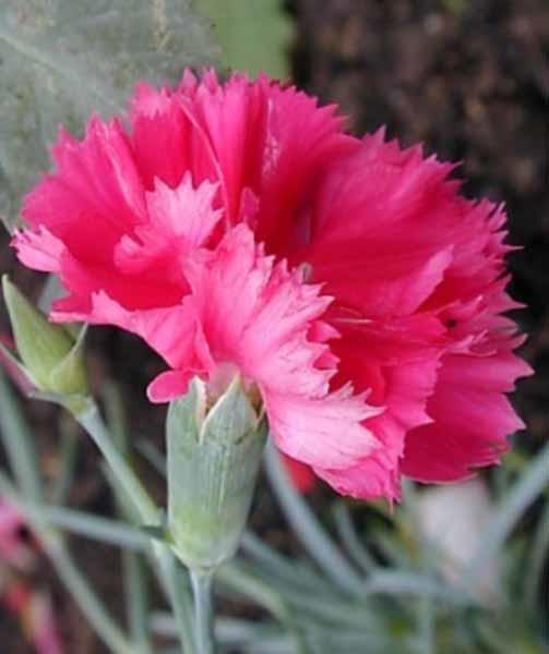 ТЫ СЛЫШАЛ ВСЁ - СЛОВА ВЗЛЕТЕЛИ