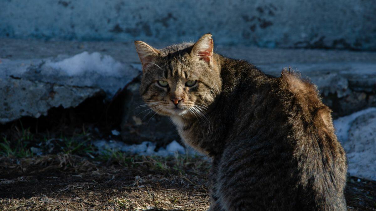 Одиночество оказалось не одиноко