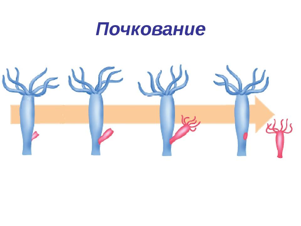 Выбираю почкование!