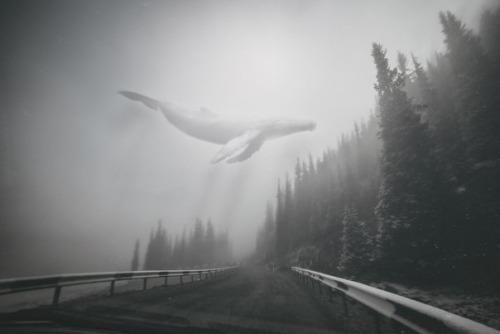 Киты умирают