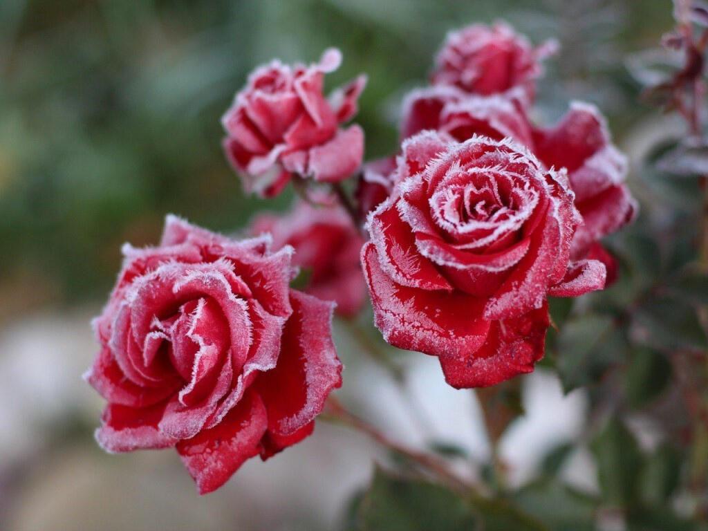 Алые розы в снегу